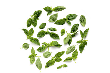 Naklejka premium Sweet basil leaves on white background.