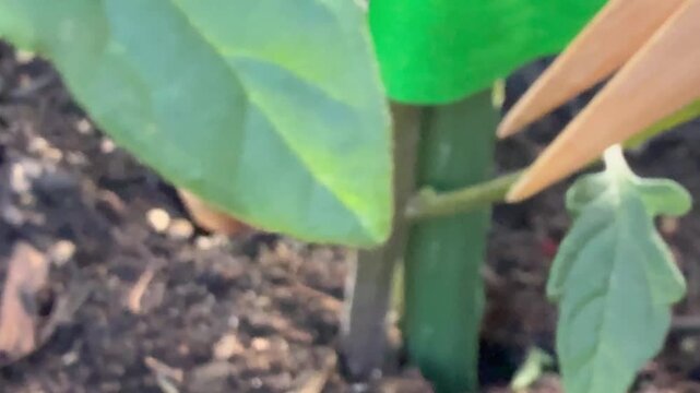 トマト苗の脇芽取り