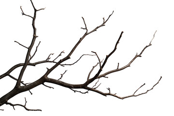 Fototapeta premium Leafless tree branch growing, dark barren wood, dry season, isolated on transparent background