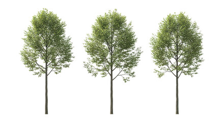 Obraz premium Three green trees side by with no background for design with cut out
