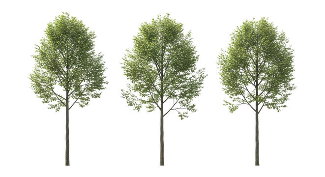 Three green trees side by with no background for design with cut out