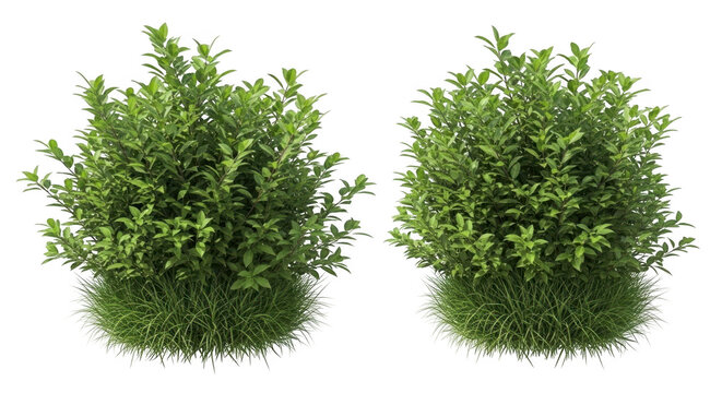 Two green bushes with dense foliage and grass with cut out with design element
