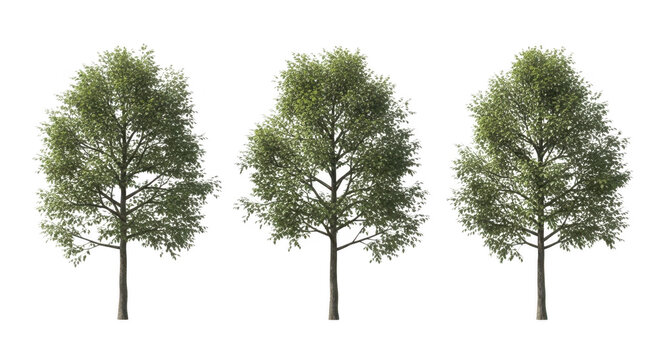 Group of three leafy deciduous trees isolated on white background