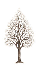 Obraz premium Bare Tree Silhouette Isolated on White Autumn Winter Woodland Nature