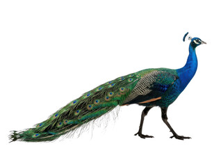 Fototapeta premium A majestic peacock with vibrant blue and green plumage walks gracefully, captured in a side profile against a clean white background.