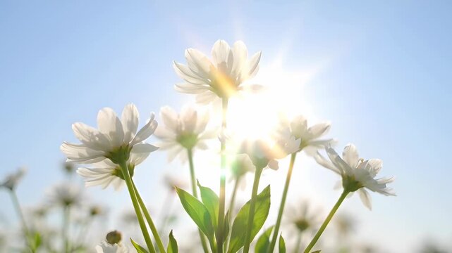 White daisy flower bloom petal stem leaf sunlight backlight sky white flower bloom petal stem leaf sunlight backlight sky white daisy flower bloom petal stem leaf sunlight backlight sky