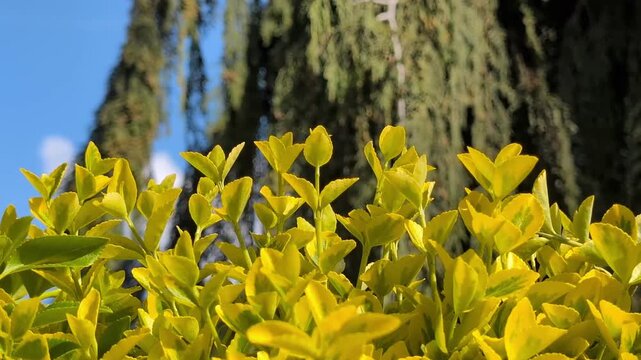 Yellow and green Euonymus fortunei Emerald 'n' Gold leaves in sunny garden. Bright foliage of ornamental evergreen shrub. Botanical detail, spring nature, backyard landscaping.