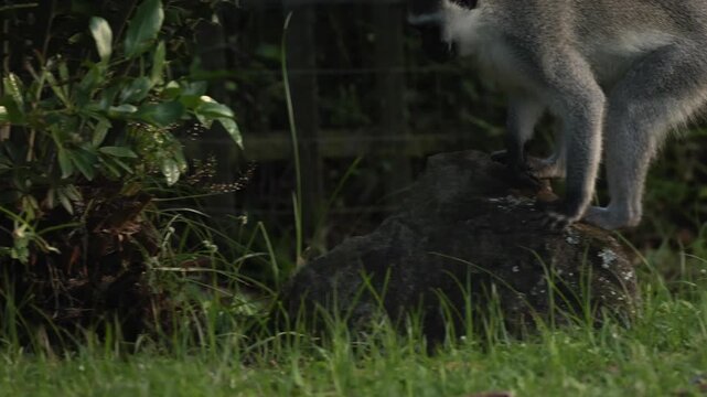 Vervet monkey running and jumping through tall grass in African savanna, energetic young primate moving quickly across meadow, wildlife action scene in natural habitat, dynamic motion, sunlight hd
