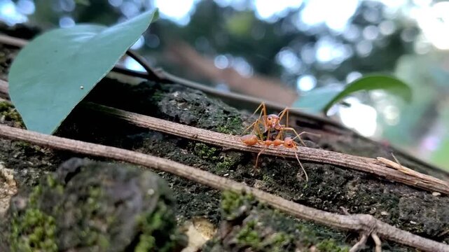 Two weaver ants on a tree branch are interacting