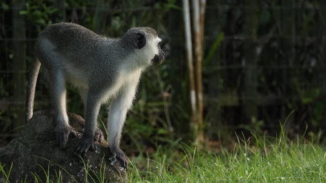 Vervet monkey running and jumping through tall grass in African savanna, energetic young primate moving quickly across meadow, wildlife action scene in natural habitat, dynamic motion, sunlight hd