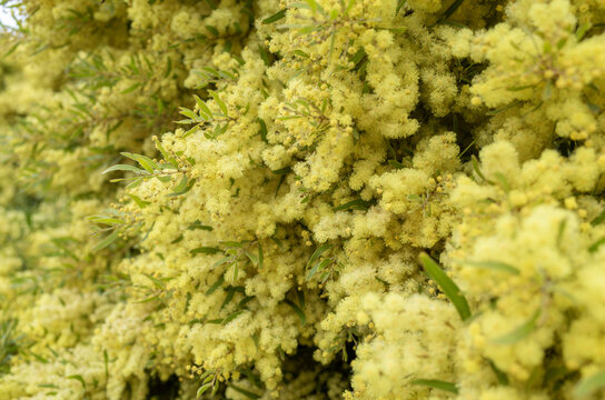 Dense clusters of fluffy yellow wattle blossoms on an Australian acacia tree in full bloom, with soft green phyllodes foliage filling the frame.&nbsp;Wattle is Australia's national floral emblem