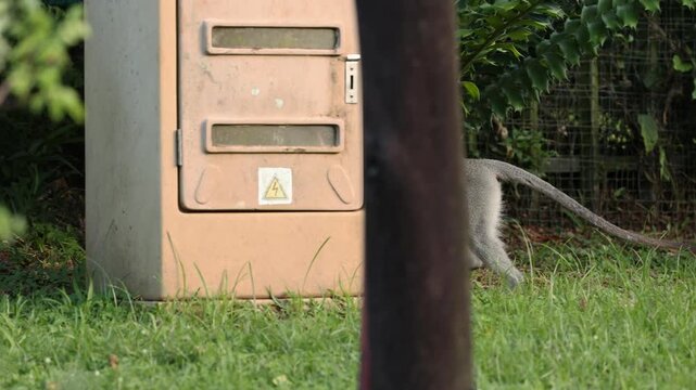 Vervet monkey running and jumping through tall grass in African savanna, energetic young primate moving quickly across meadow, wildlife action scene in natural habitat, dynamic motion, sunlight hd