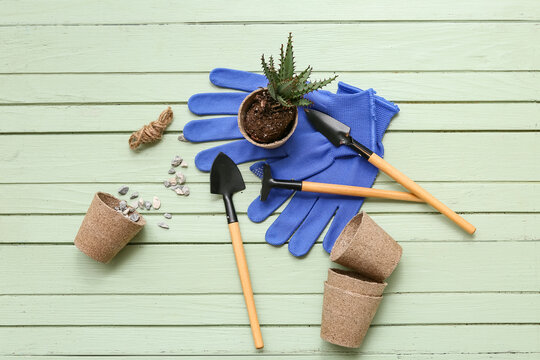 Aloe vera and tools for transplanting on green wooden background. Top view
