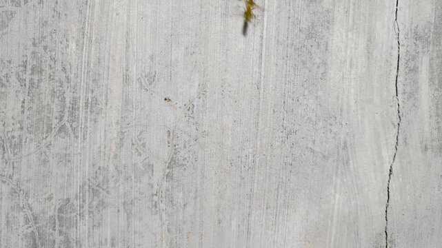 Small insect crawling on a textured concrete wall with a visible crack, close-up view.