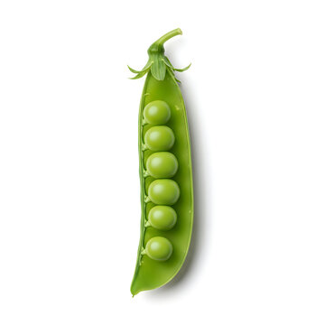 Single open fresh green pea pod revealing round peas inside isolated on white background for farm to table and healthy eating food photography themes