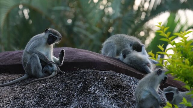 Vervet monkeys on thatched roof of traditional hut, interacting on bungalow rooftop, grooming, playing and squabbling, social behavior in African village setting, wildlife urban edge scene hd