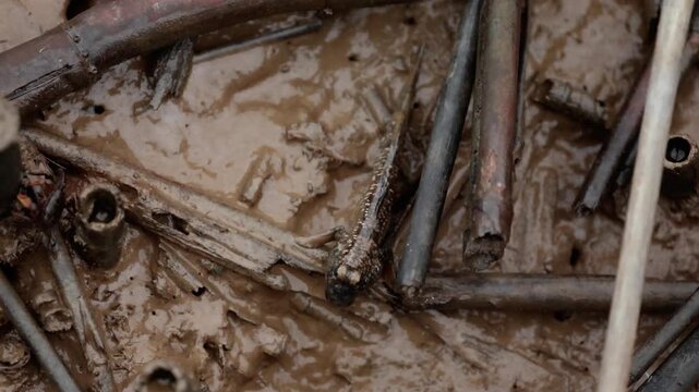 Mudskipper moving across a muddy tidal pool, crawling through wet sediment and shallow water among fallen branches and driftwood, active in mangrove shoreline habitat under natural daylight coastal