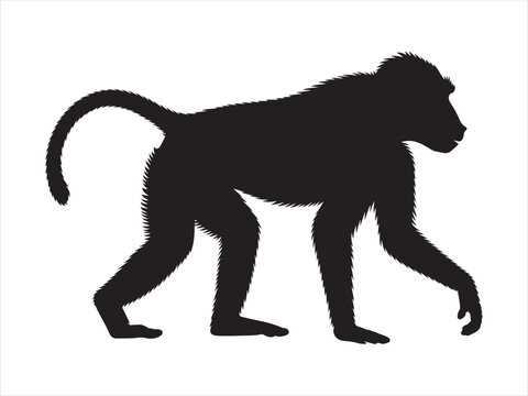 Baboon Silhouette Vector, Wild Monkey Animal Isolated on White Background