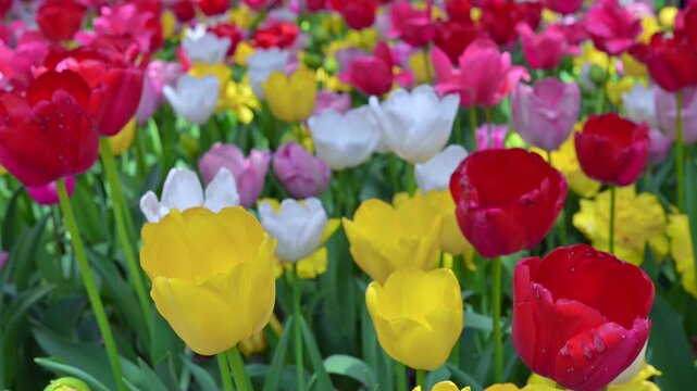 東京の公園に咲く色とりどりのチューリップ