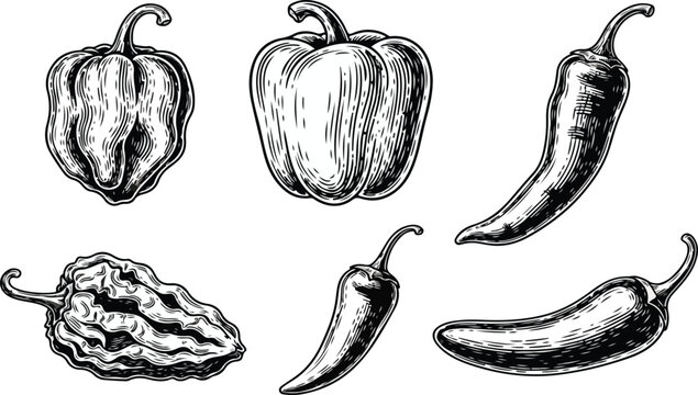 Vintage engraving style collection of various pepper varieties including bell chili habanero and jalapeno isolated on white.eps