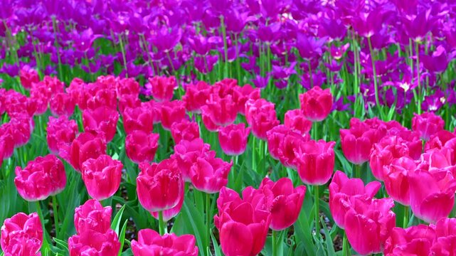 東京の公園に咲く色とりどりのチューリップ
