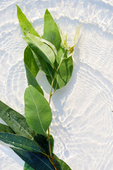 Obraz premium Fresh eucalyptus leaves floating in clear water with sunlight ripple patterns