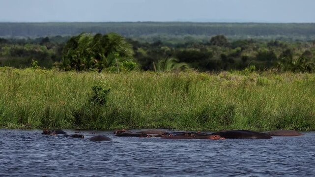 Hippopotamus pod resting in shallow river water, only eyes and backs visible above surface, calm behavior, ripples and reflections, warm African light, cinematic wildlife scene, peaceful mood, high