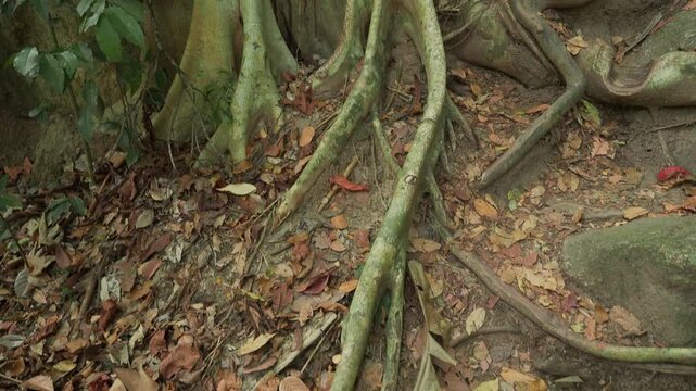 Tilt up camera movement alongside tropical tree roots. Thailand. 