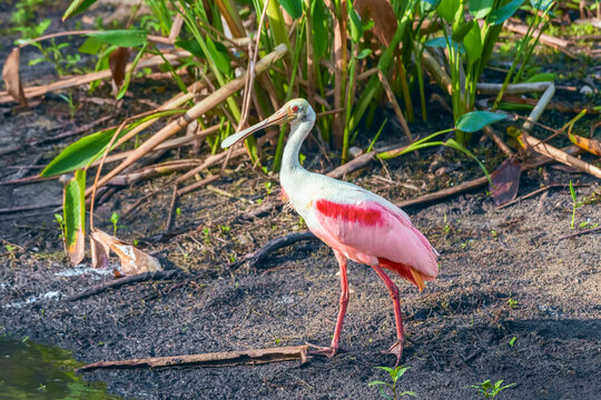 Roseate spoonbill. Big Cypress National Preserve.Florida.USA