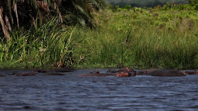 Hippopotamus pod resting in shallow river water, only eyes and backs visible above surface, calm behavior, ripples and reflections, warm African light, cinematic wildlife scene, peaceful mood, high