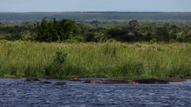 Hippopotamus pod resting in shallow river water, only eyes and backs visible above surface, calm behavior, ripples and reflections, warm African light, cinematic wildlife scene, peaceful mood, high