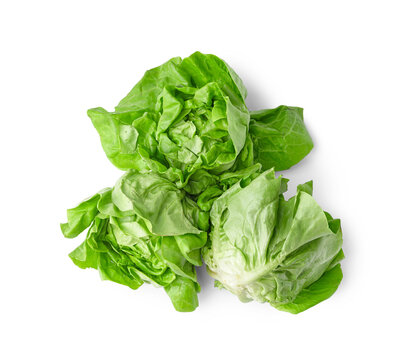 Fresh Boston lettuce on white background
