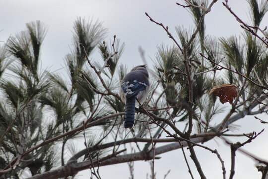 Blue Jay outside the window