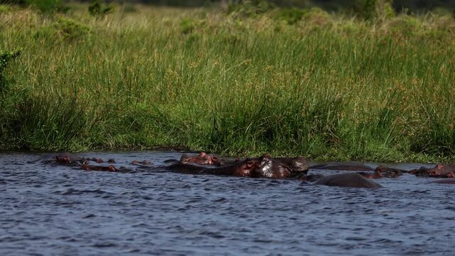 Hippopotamus pod resting in shallow river water, only eyes and backs visible above surface, calm behavior, ripples and reflections, warm African light, cinematic wildlife scene, peaceful mood, high