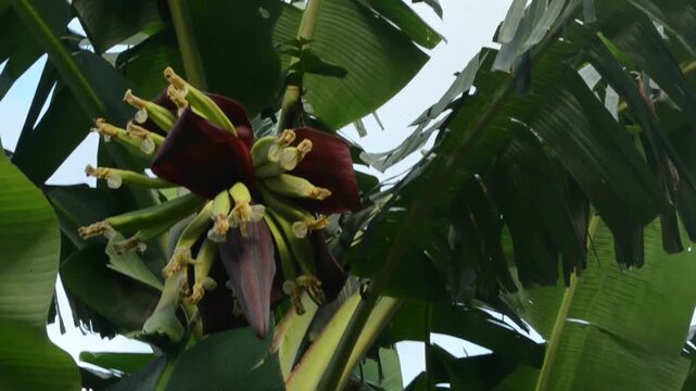 Zooming In On Young Plantains and Blossoms on the Tree
