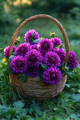 wicker basket overflowing with vibrant purple dahlias on green grass, a serene joyful garden scene in soft sunlight © bright