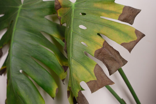 Leaves showing signs of damage in indoor plant care