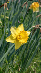 Obraz premium Yellow daffodil flower in garden, spring bloom, natural background