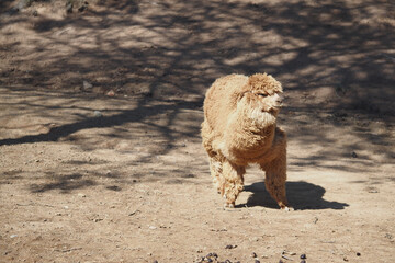 Fototapeta premium Alpaca walking on dry ground in sunny weather