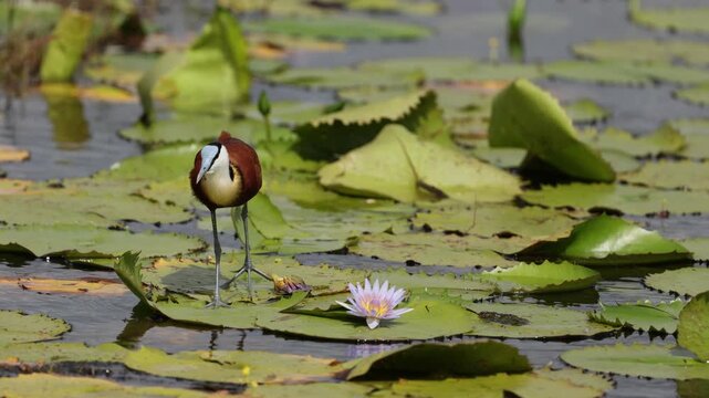 African jacana walking across floating water lily pads in shallow wetland habitat, delicate bird stepping on green leaves over calm water surface, detailed wildlife nature scene, soft natural light