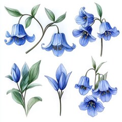 Fototapeta premium botanical illustration of blue bell-shaped flowers, buds, stems, and green leaves on white background, delicate and serene