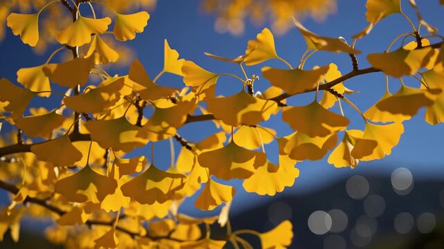 Vibrant yellow ginkgo biloba leaves on a tree branch against a clear blue sky during autumn season.