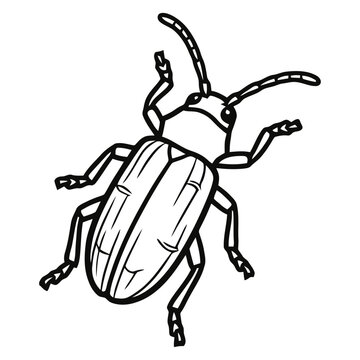 Detailed beetle illustration in black and white