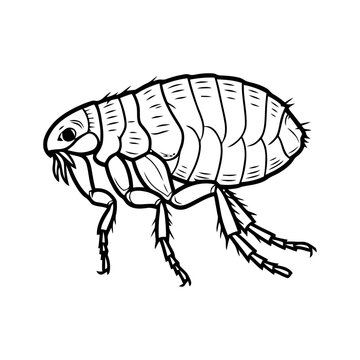 Detailed illustration of a flea in a dynamic pose