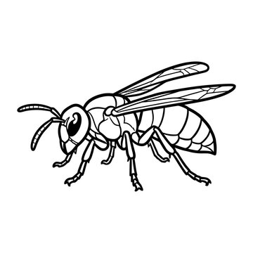 Detailed black and white wasp with outstretched wings