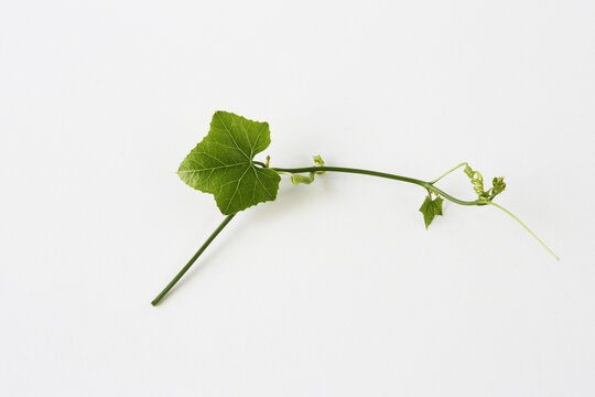 Ivy gourd (Coccinia grandis), also known as ivy gourd, is a common climbing plant in the cucumber family (Cucurbitaceae) with many uses, both culinary and medicinal.