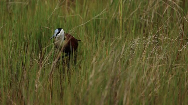 African jacana walking across floating water lily pads in shallow wetland habitat, delicate bird stepping on green leaves over calm water surface, detailed wildlife nature scene, soft natural light