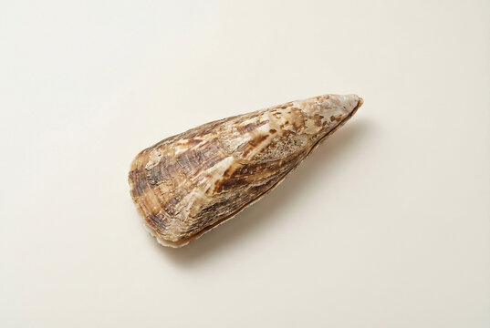 Raw Pen Shell Isolated on Clean Neutral Background