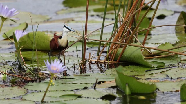African jacana walking across floating water lily pads in shallow wetland habitat, delicate bird stepping on green leaves over calm water surface, detailed wildlife nature scene, soft natural light
