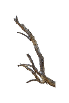 Natural branch, single branch, tree branch